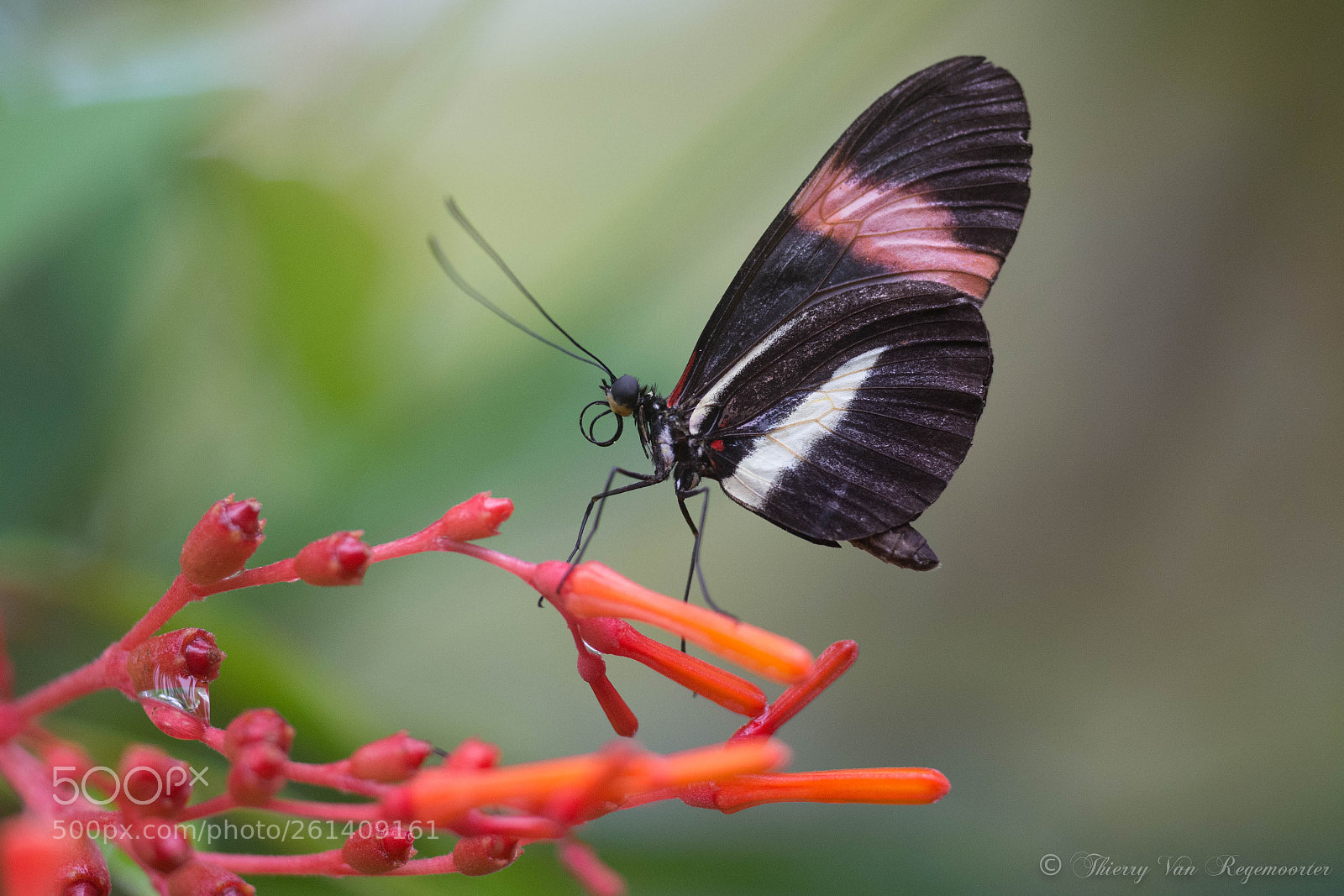 Nikon D7100 sample photo. Papillons exotiques photography