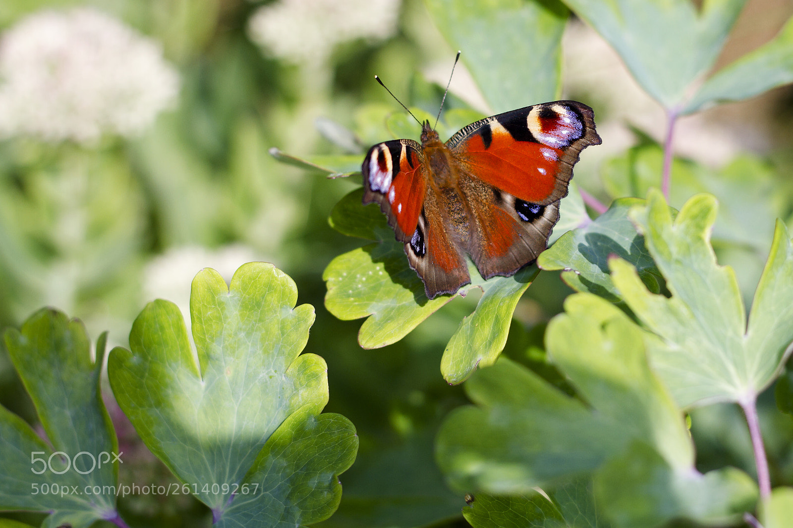 Canon EOS 7D sample photo. European peacock (aglais io) photography