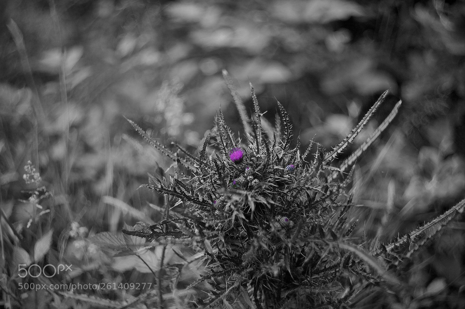 Canon EOS 6D sample photo. It's complicated photography
