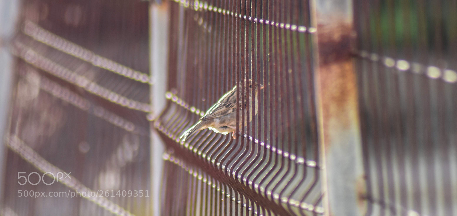 Nikon D3400 sample photo. Small bird photography