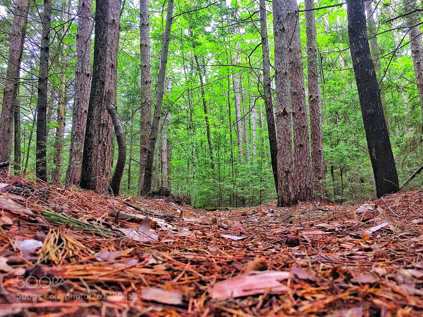 Apple iPhone 6s sample photo. Forest floor photography