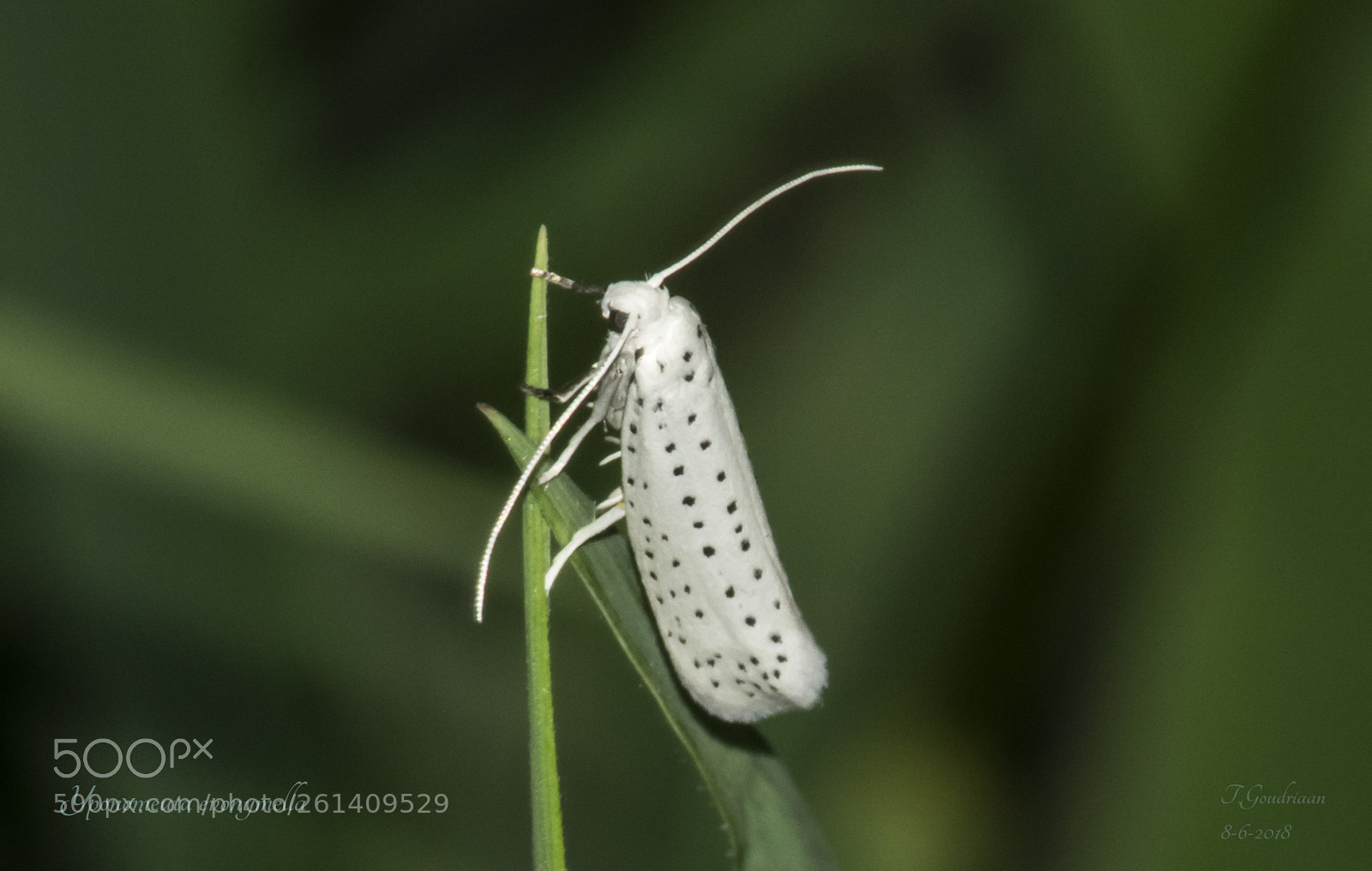 Nikon D5300 sample photo. Moth (yponomeuta evonymella) photography