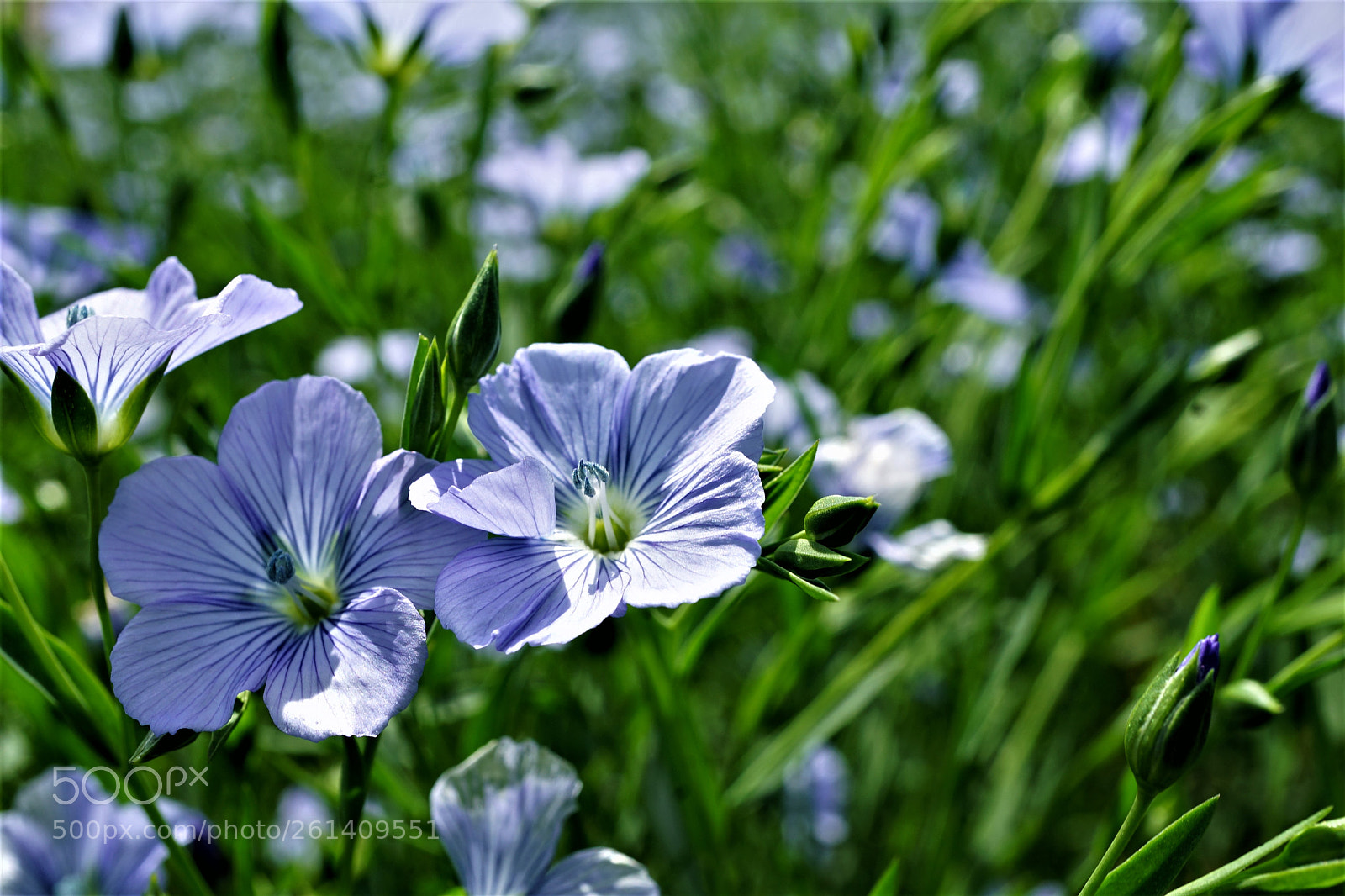 Sony a7 II sample photo. Dsc photography