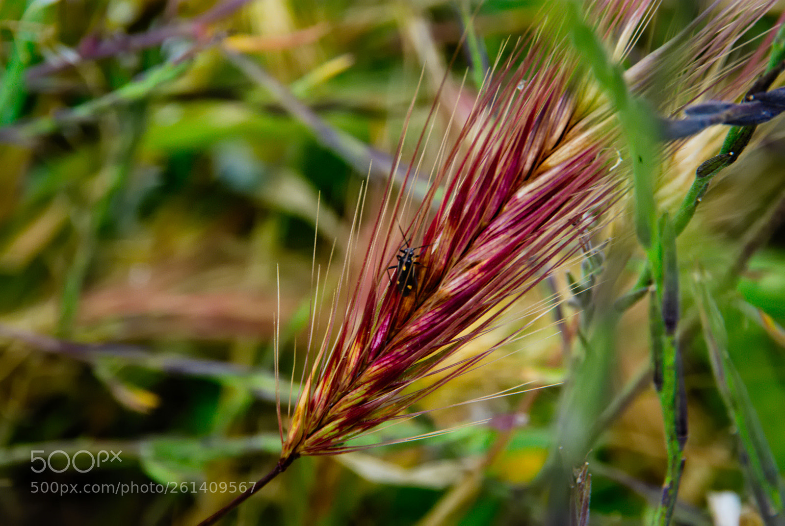 Pentax K10D sample photo. Hiden in the spikes... photography