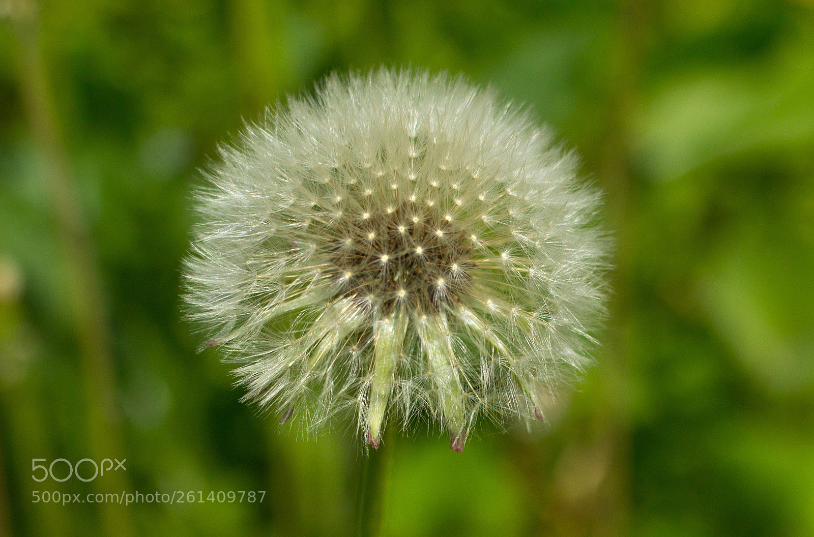 Canon EOS 600D (Rebel EOS T3i / EOS Kiss X5) sample photo. It's just a dandelion photography