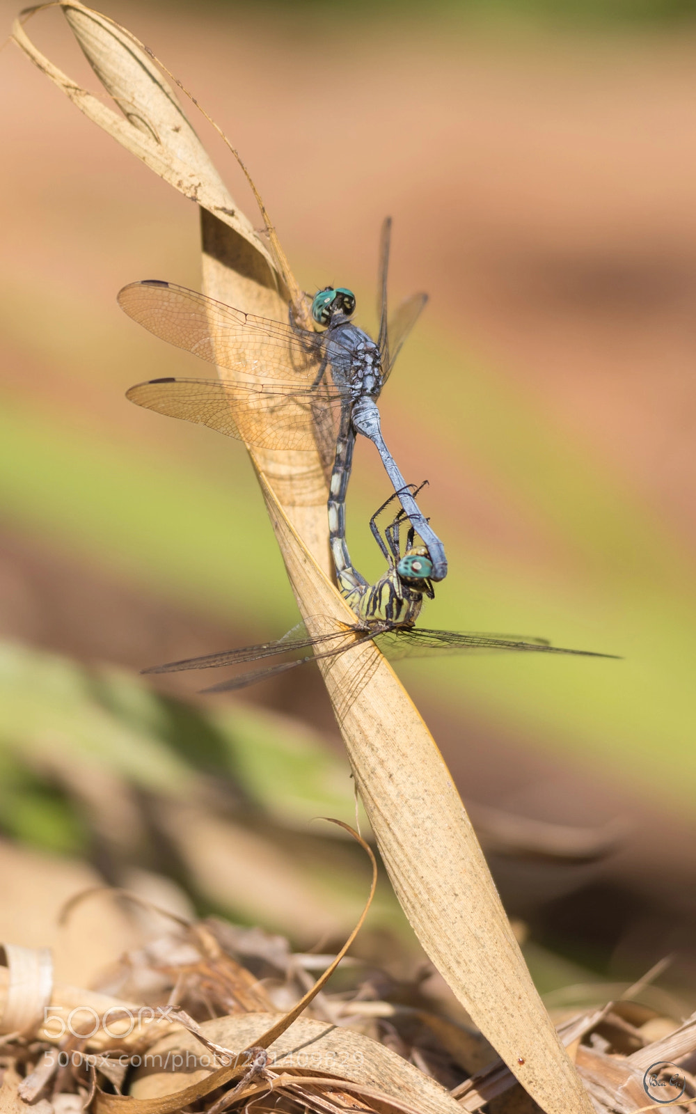 Canon EOS 80D sample photo. Couple de libellules photography