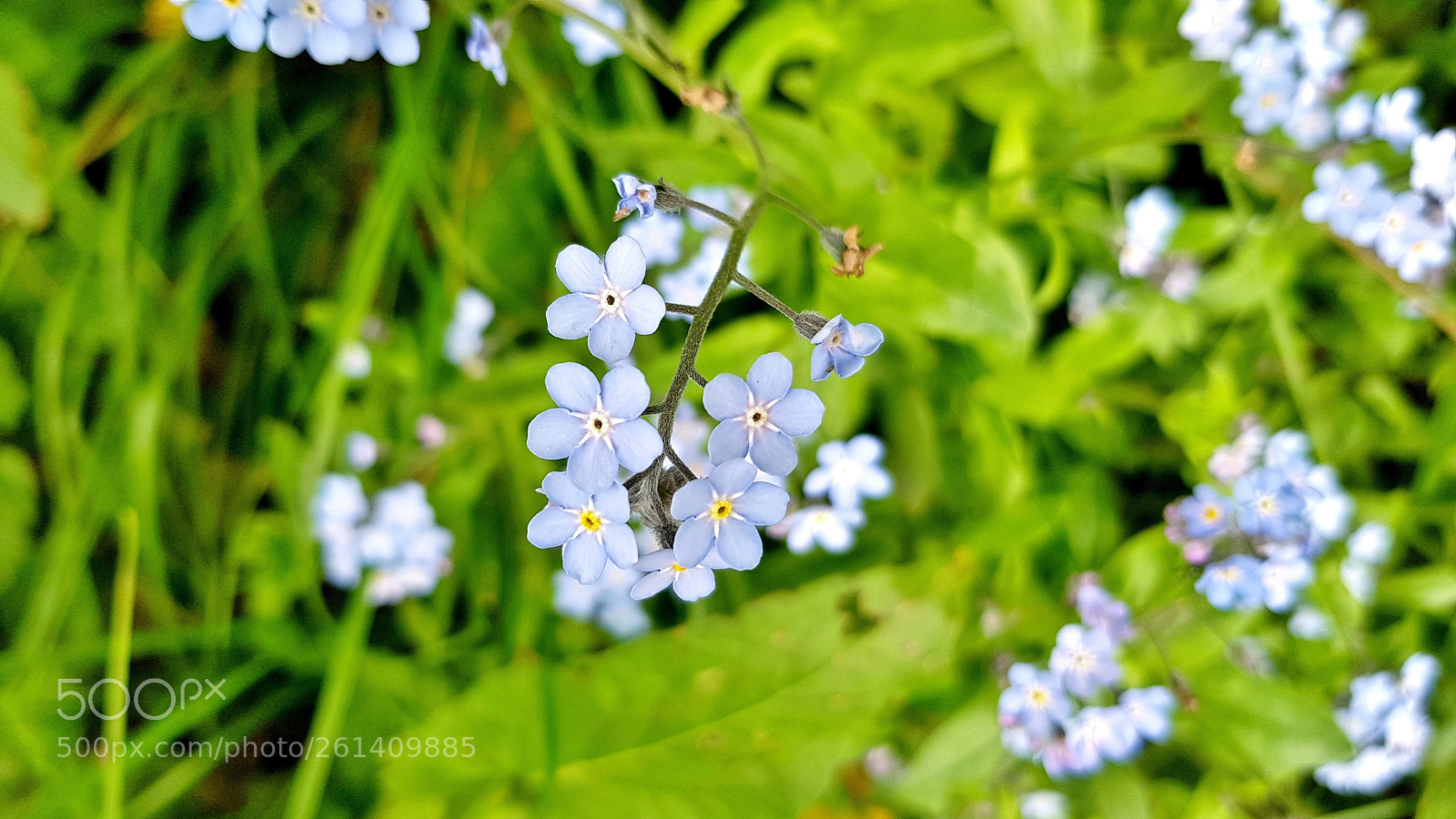 Samsung Galaxy S8 sample photo. Blue photography