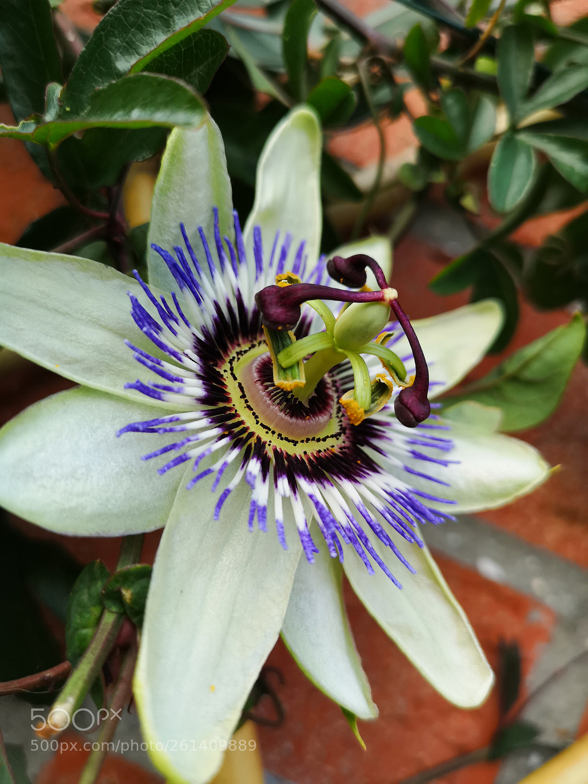 HUAWEI CLT-L29 sample photo. Passiflore photography