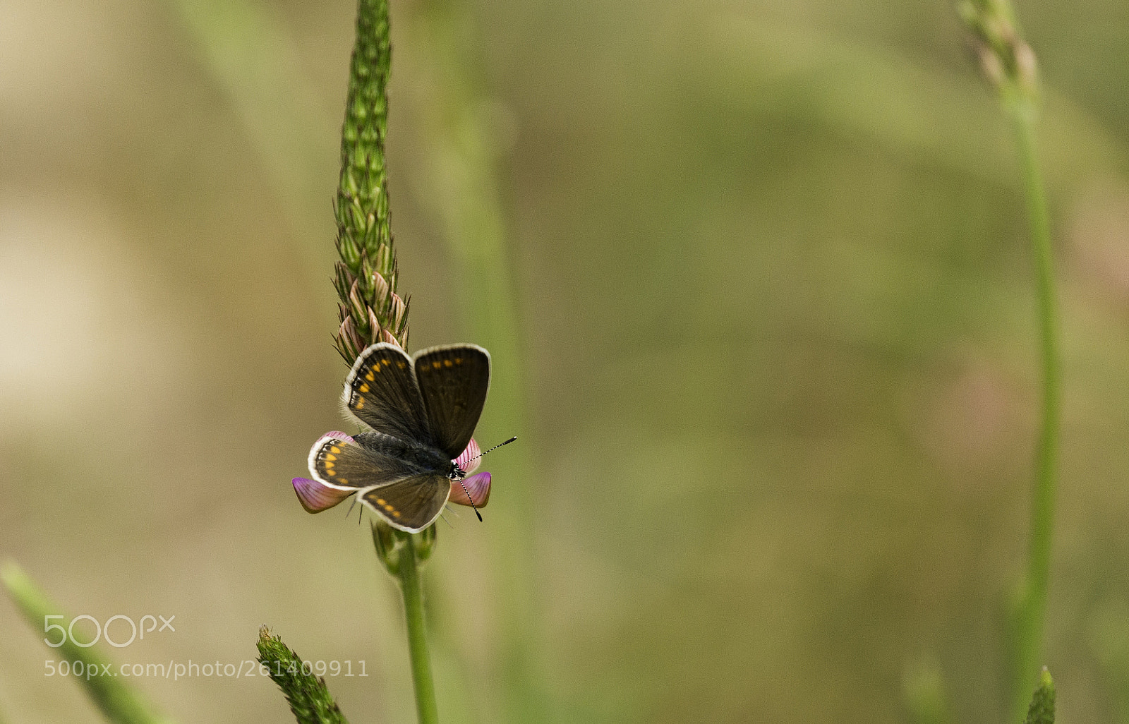 Canon EOS 6D sample photo. Butterfly photography