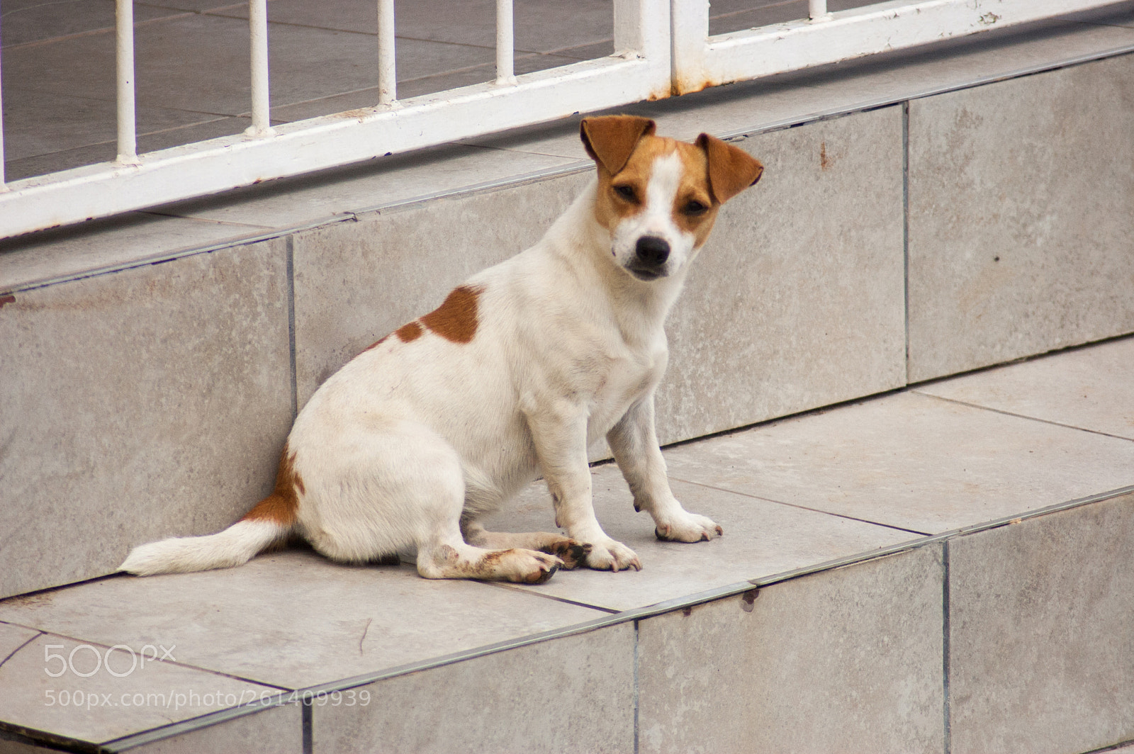 Nikon D40 sample photo. A jack russel photography