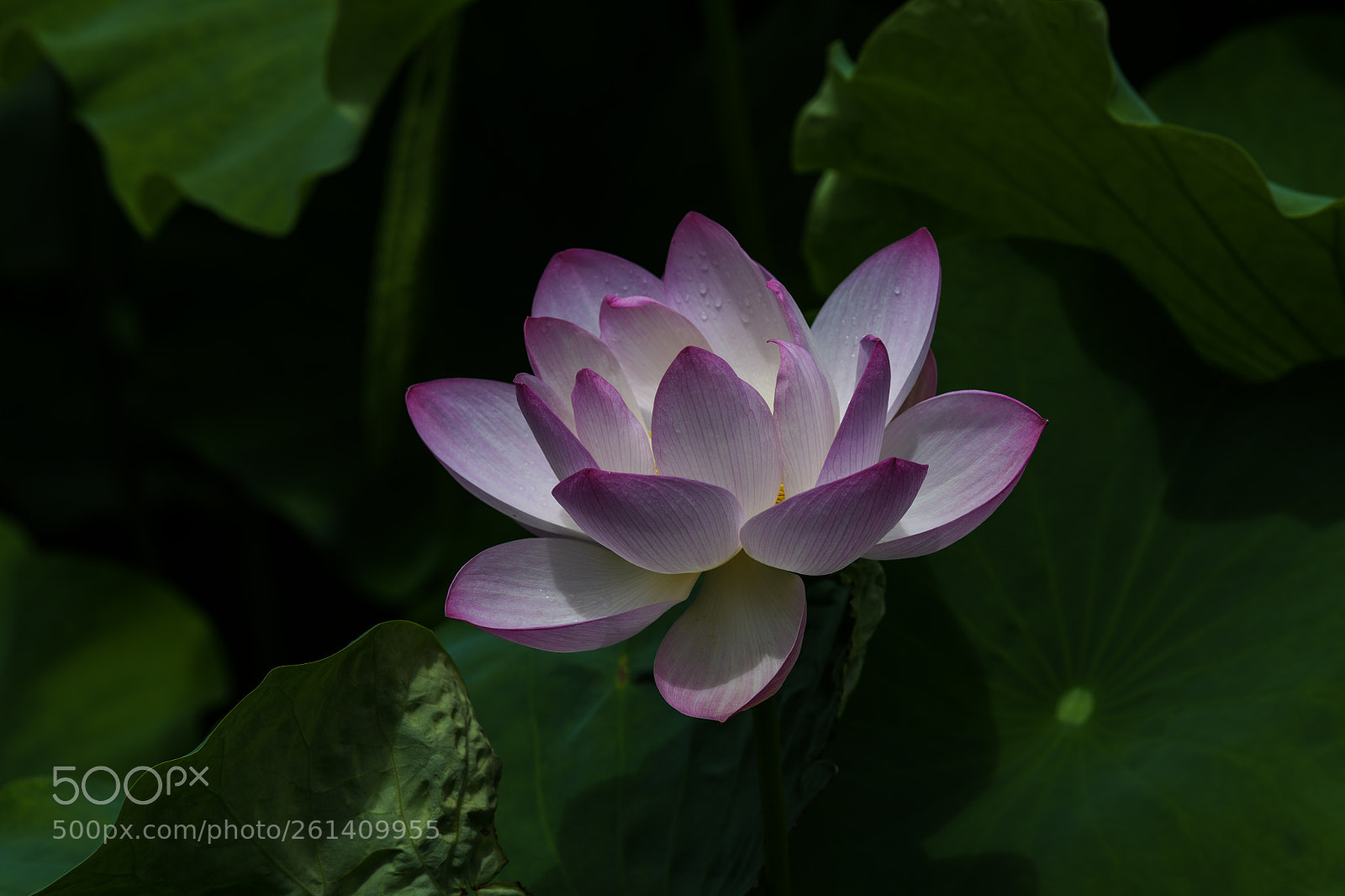 Nikon D850 sample photo. Lotus 201801 photography