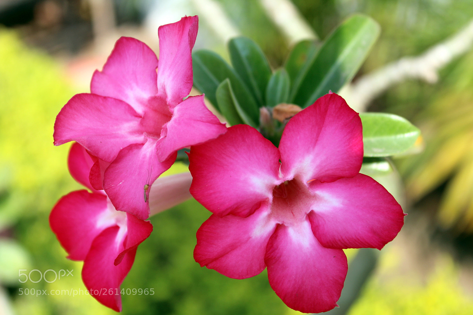 Canon EOS 1300D (EOS Rebel T6 / EOS Kiss X80) sample photo. Adenium flower photography