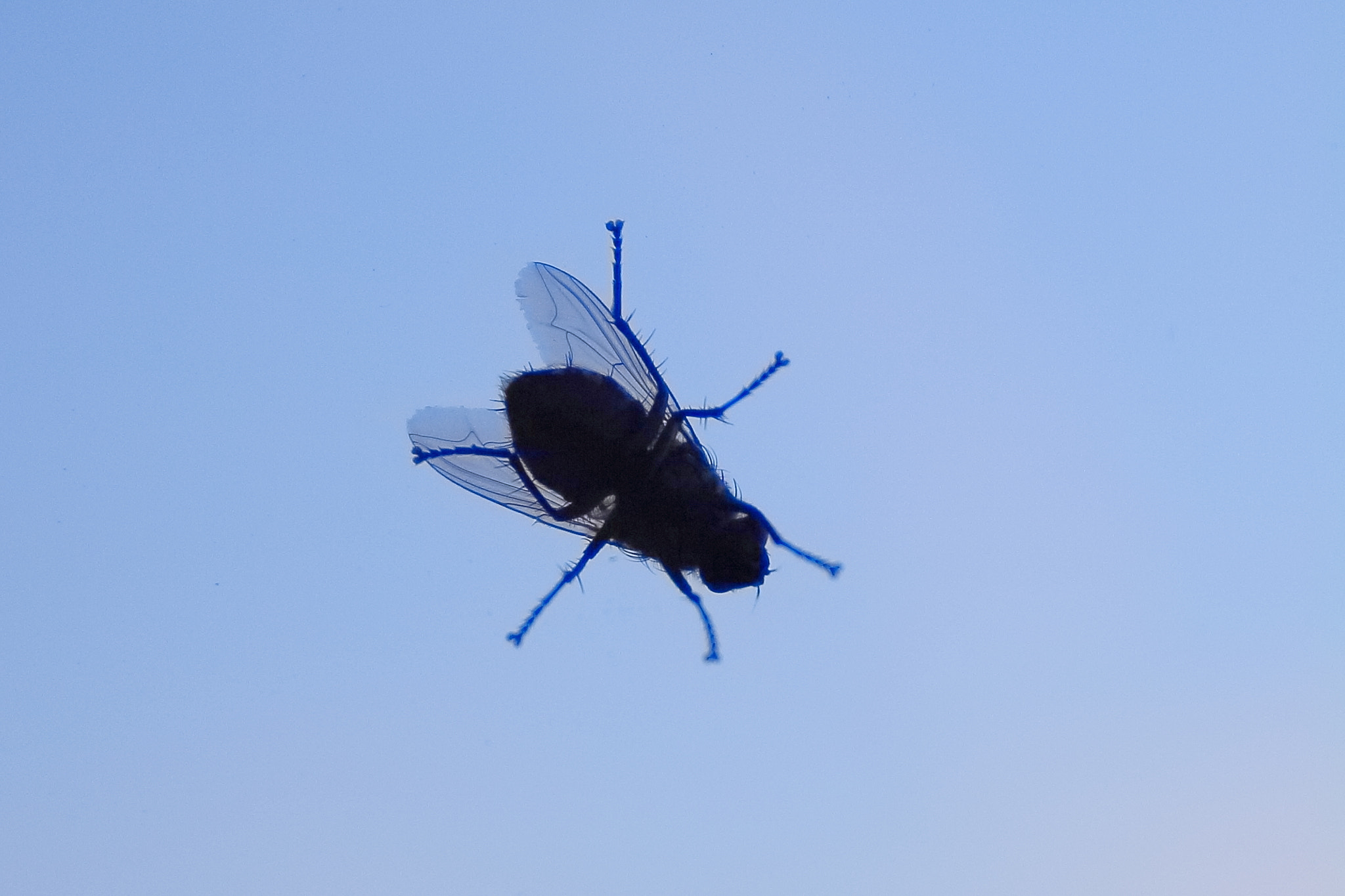 Canon EOS 700D (EOS Rebel T5i / EOS Kiss X7i) sample photo. The fly photography