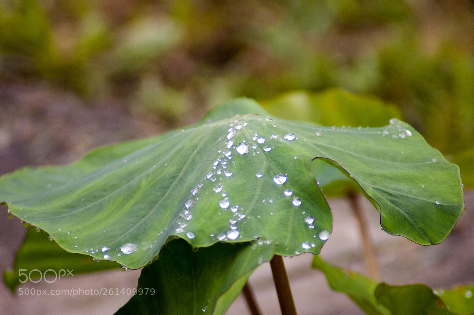Nikon D40 sample photo. Rain water on a photography