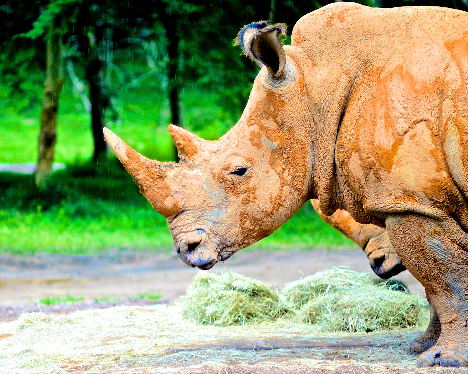 Nikon D7000 sample photo. Rhino photography