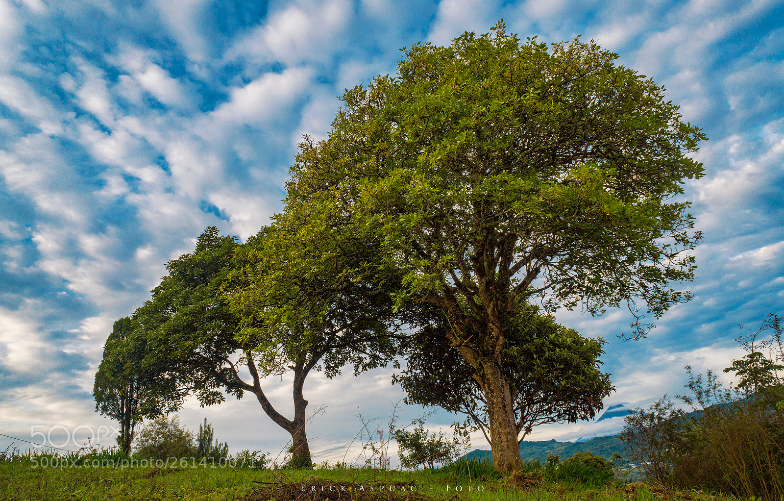Sony a6000 sample photo. Trees photography