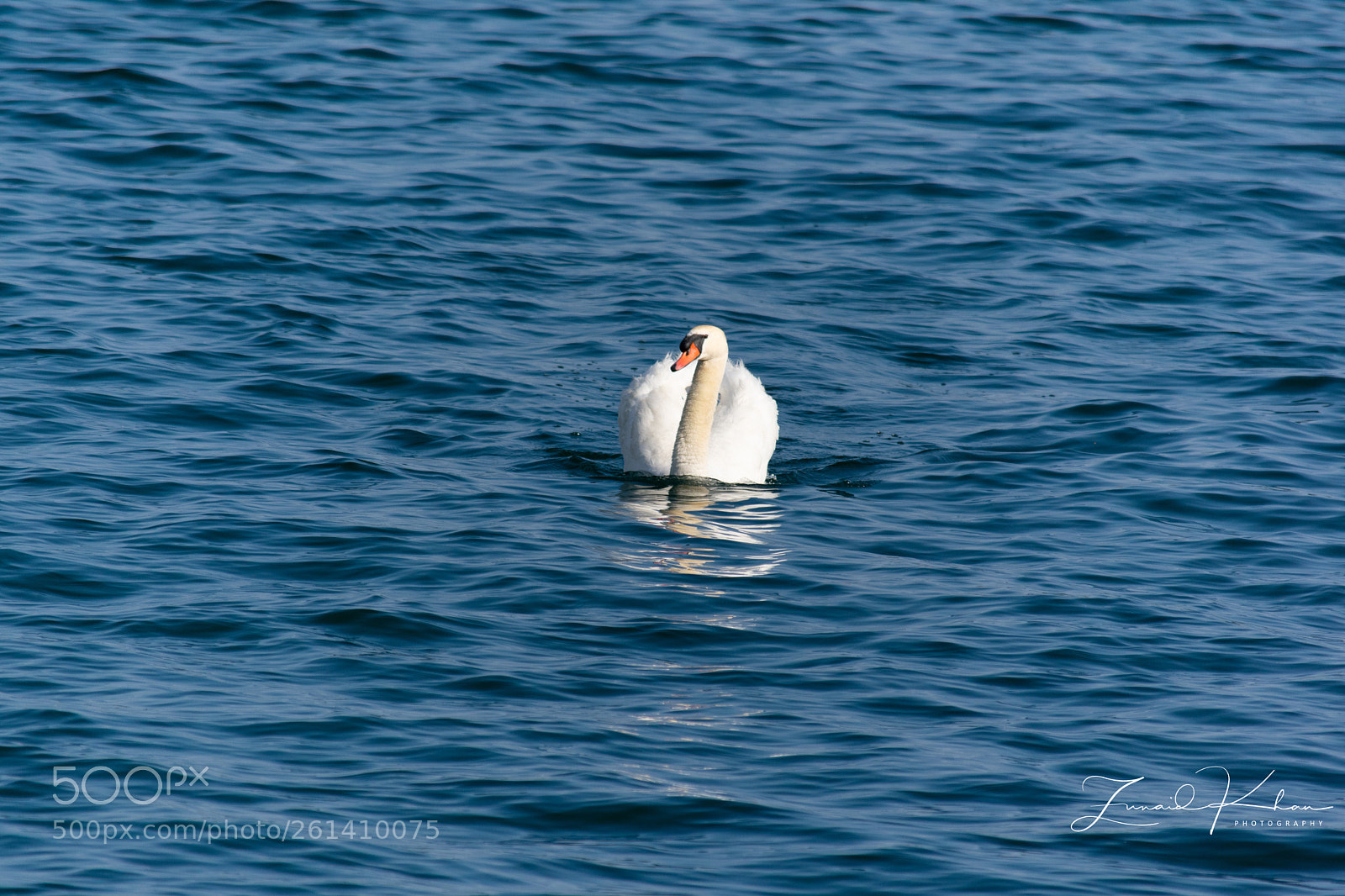 Nikon D3400 sample photo. Mute swan photography