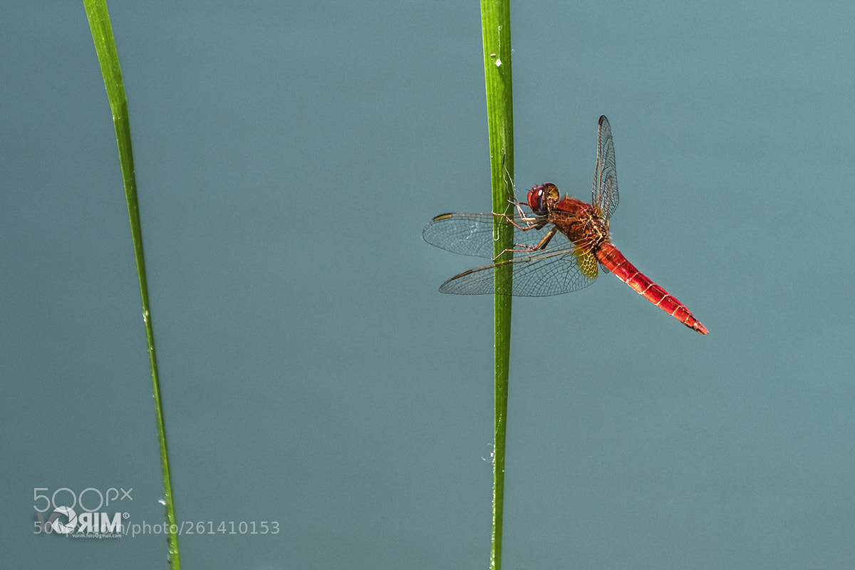 Sony a6500 sample photo. Red baron photography