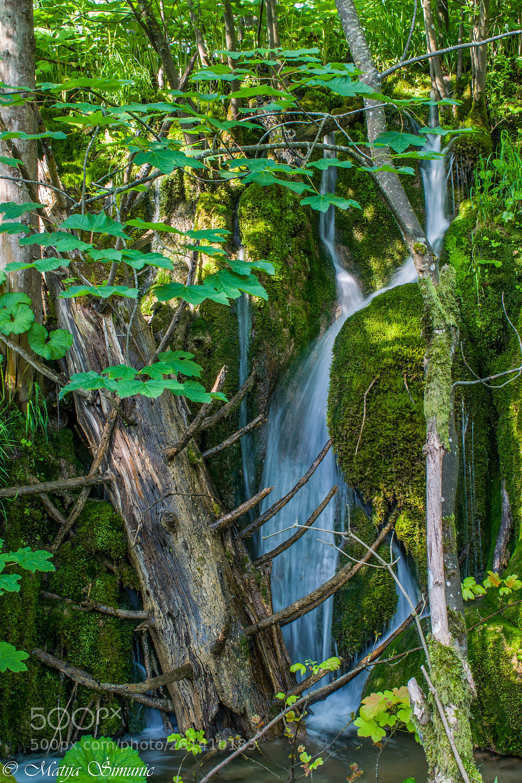 Nikon D5300 sample photo. Green and white photography