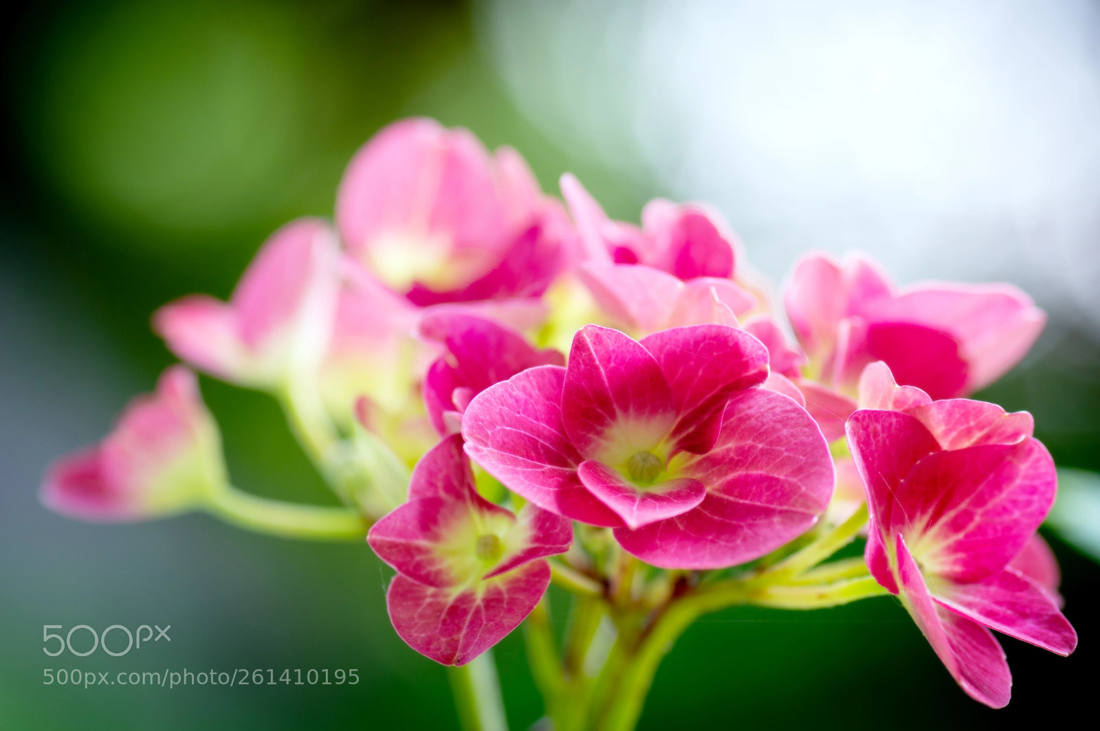 Nikon D3200 sample photo. Hydrangea photography