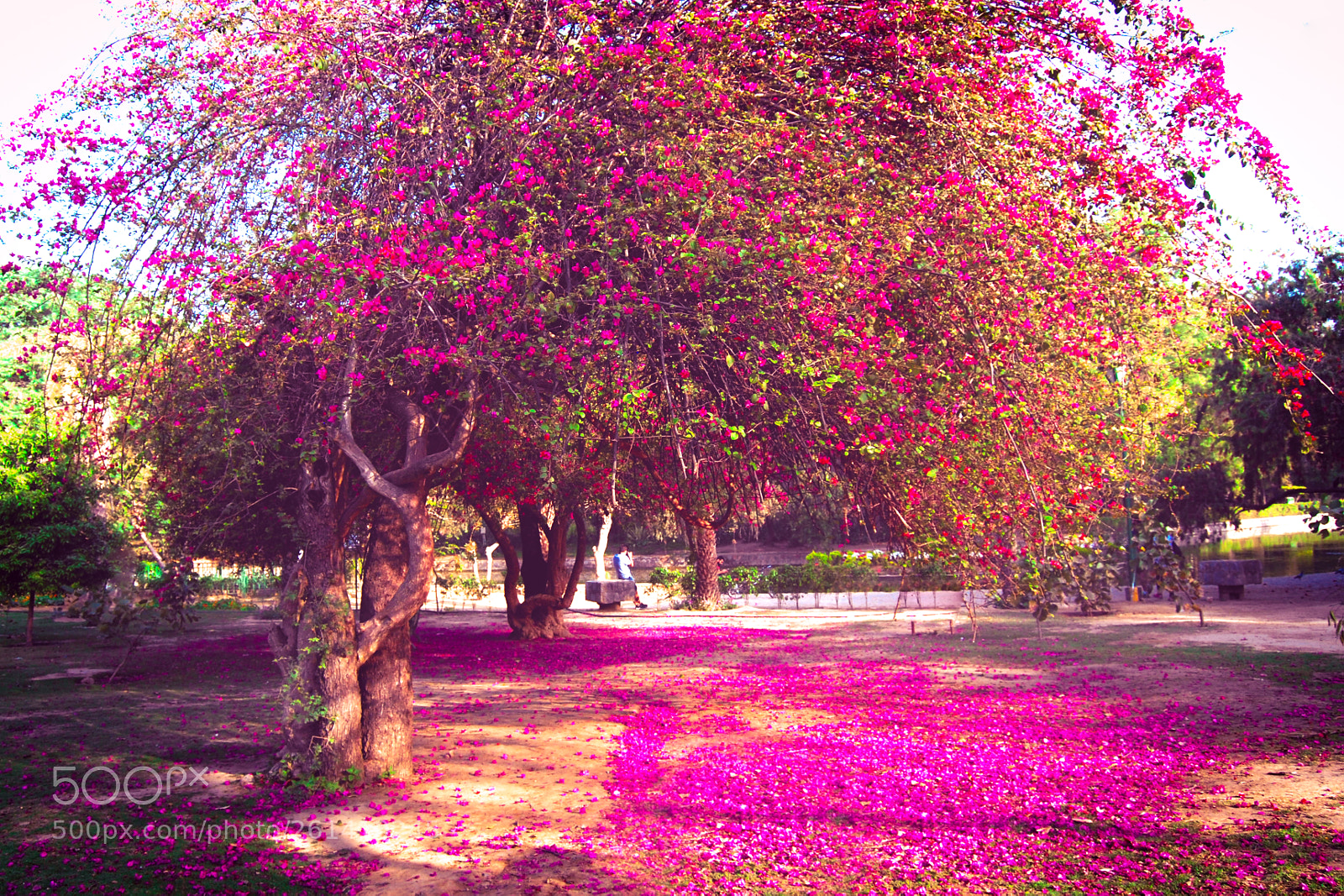 Nikon D40X sample photo. Pink shine photography
