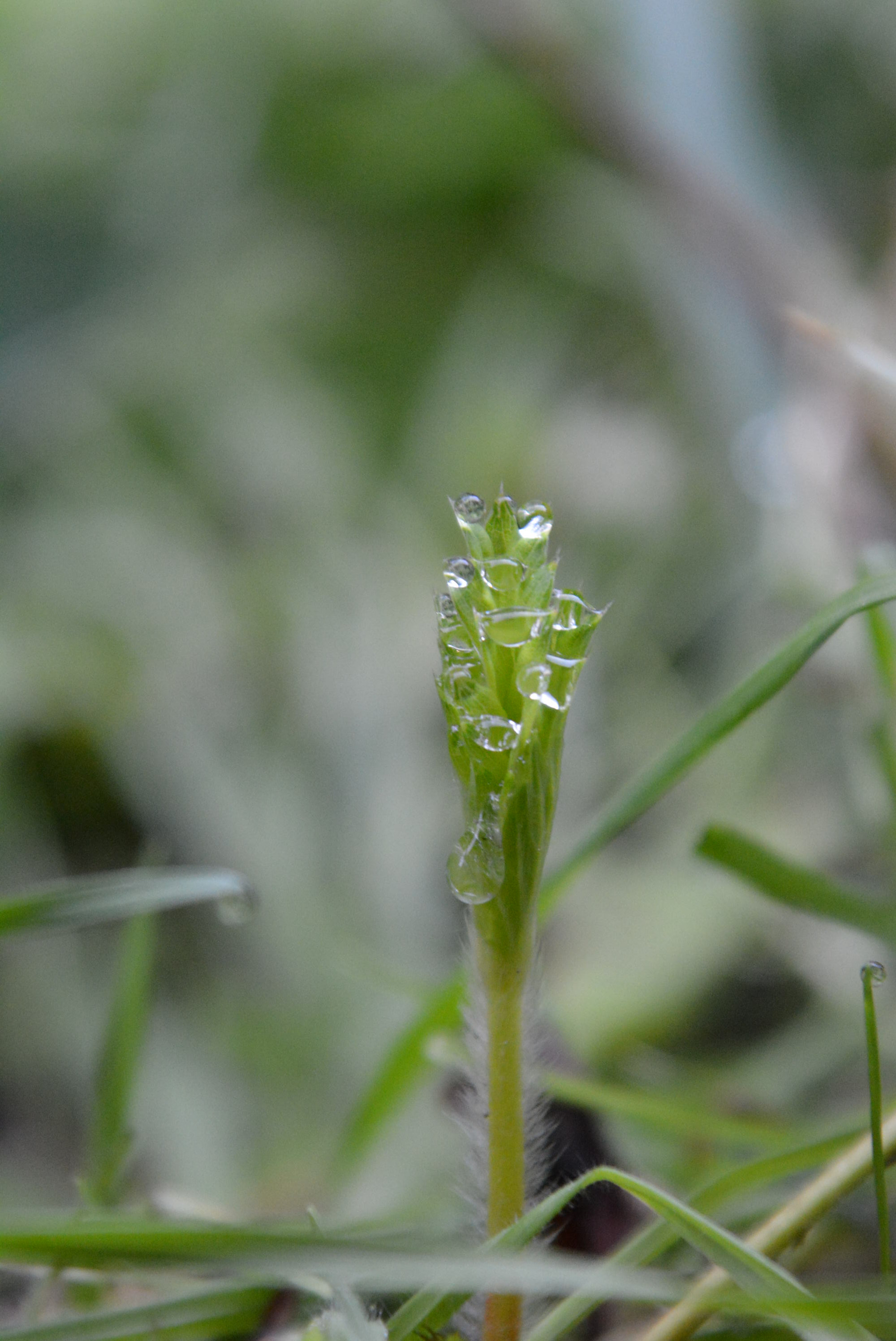 Sigma 28-300mm F3.5-6.3 DG Macro sample photo. Morningdrops photography