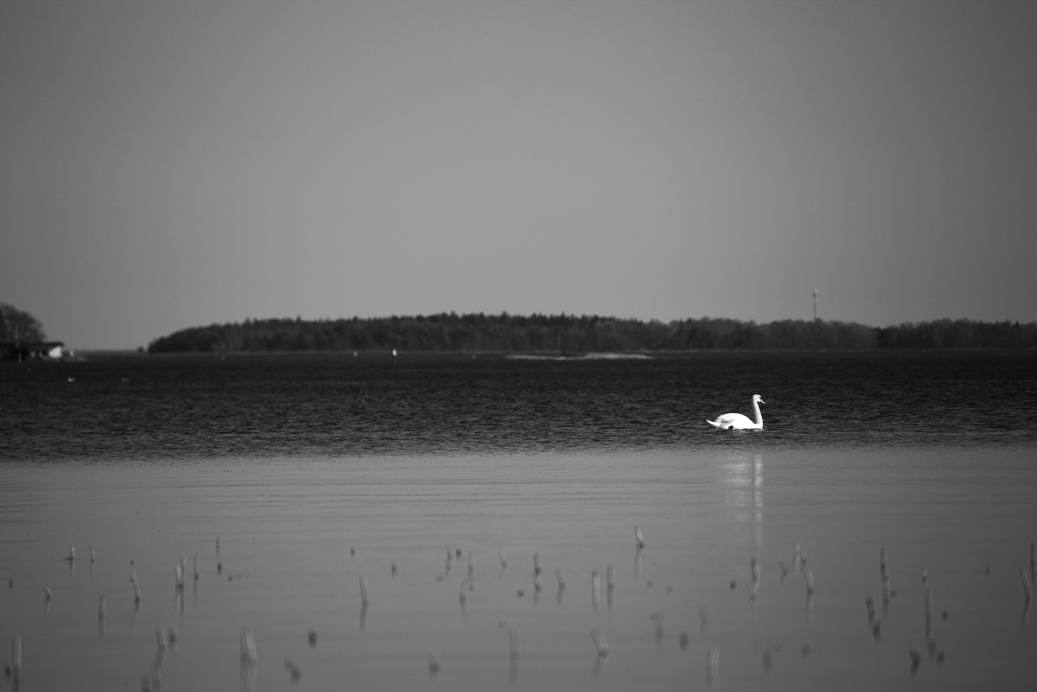 Canon EOS 6D + Tamron SP 35mm F1.8 Di VC USD sample photo. Swan scenery photography