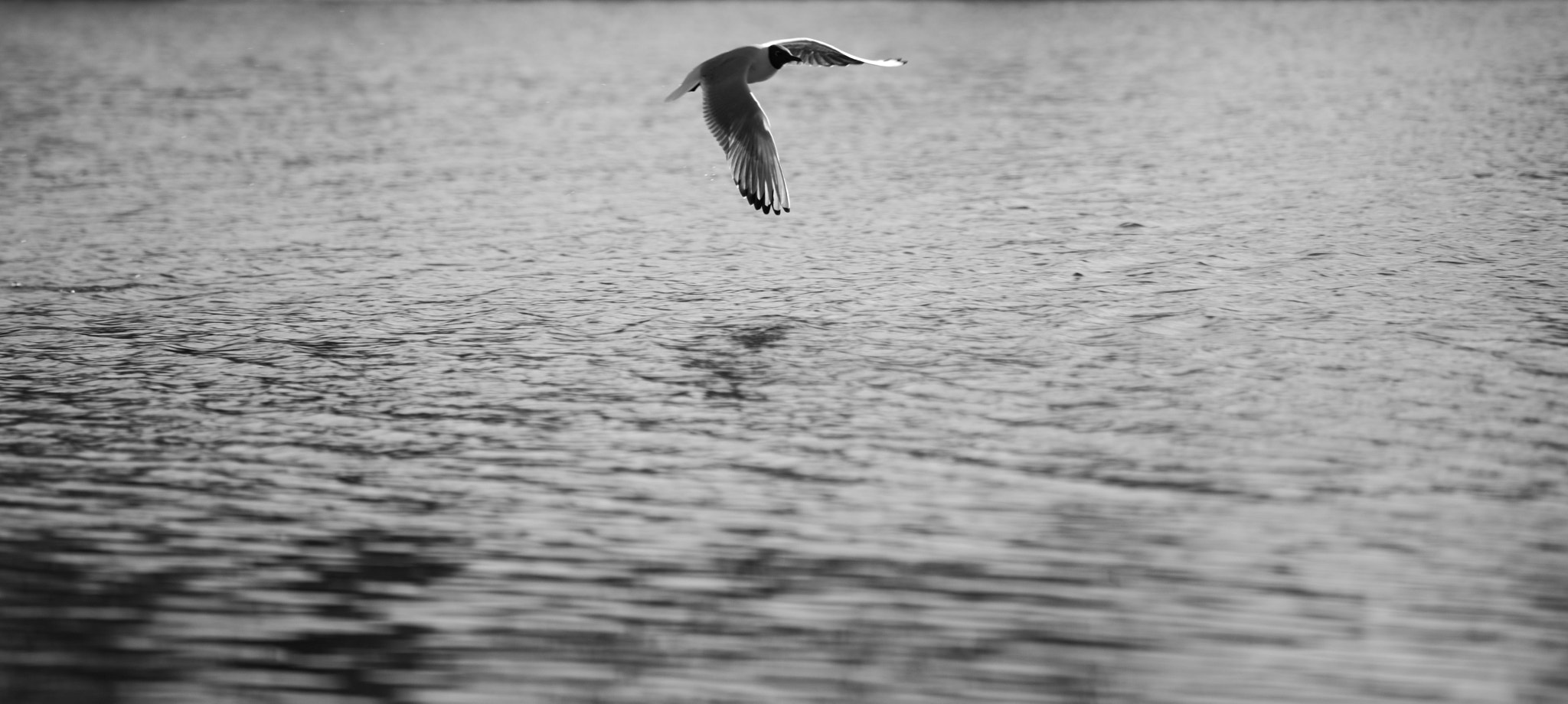 Tamron SP 35mm F1.8 Di VC USD sample photo. Take flight photography