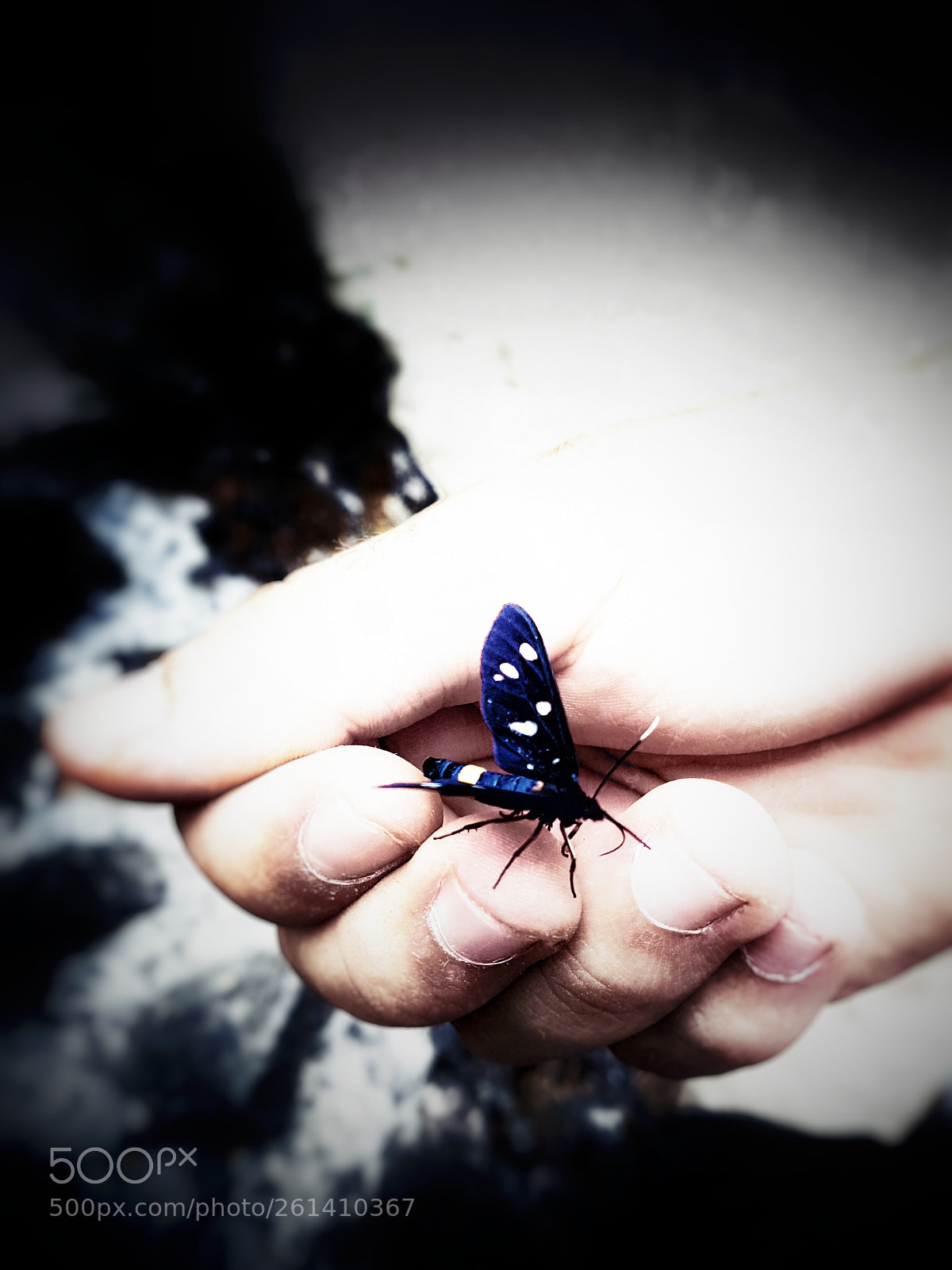 Samsung Galaxy S7 Edge sample photo. Little butterfly photography