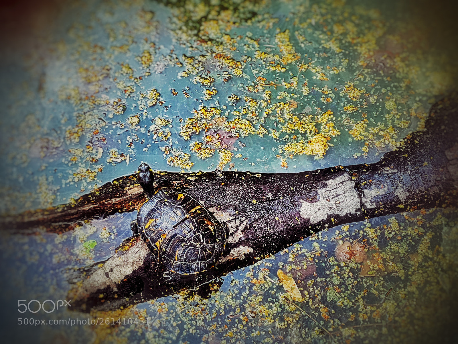 Samsung Galaxy S7 Edge sample photo. Little turtle ? photography