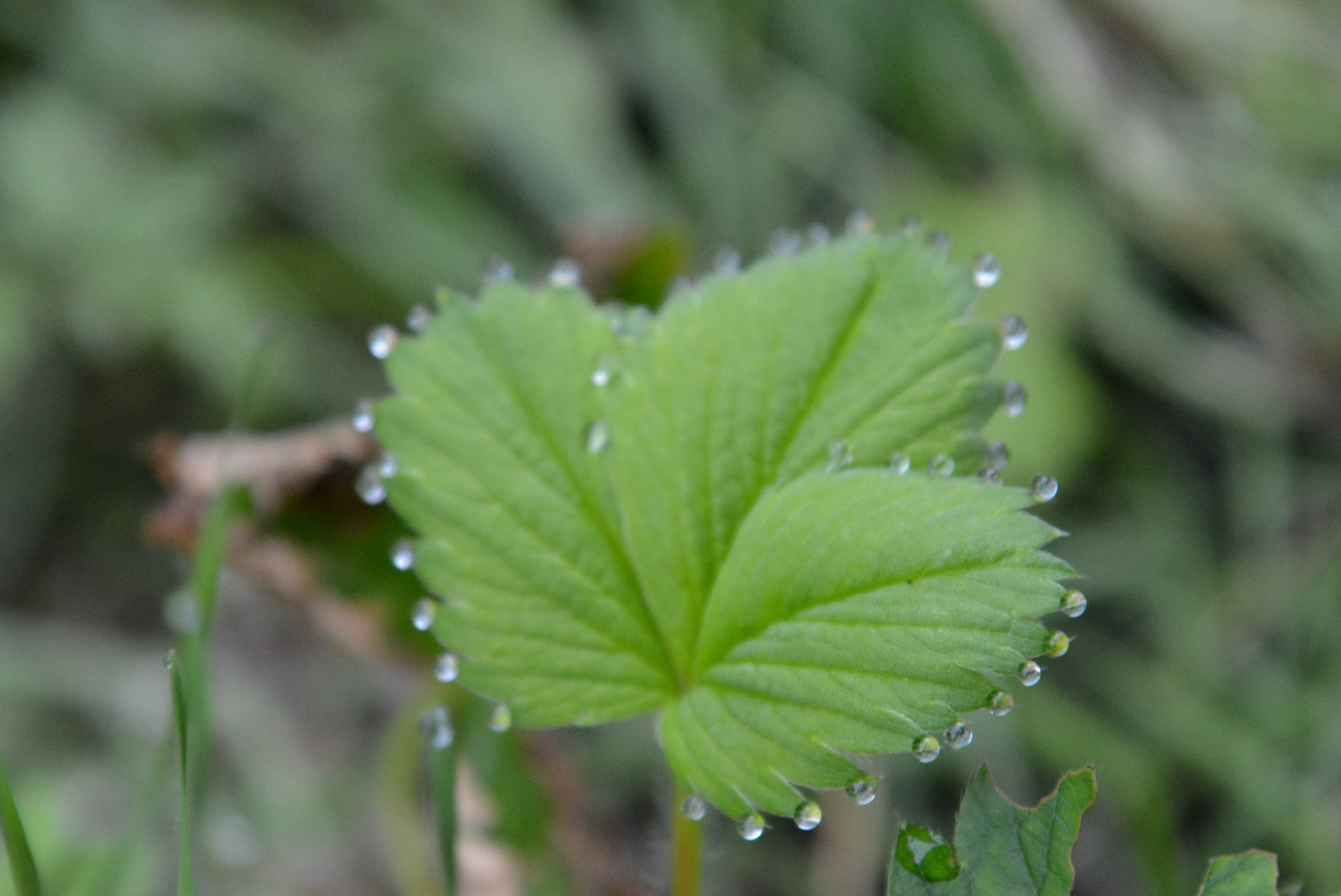 Sigma 28-300mm F3.5-6.3 DG Macro sample photo. Morningcrown photography