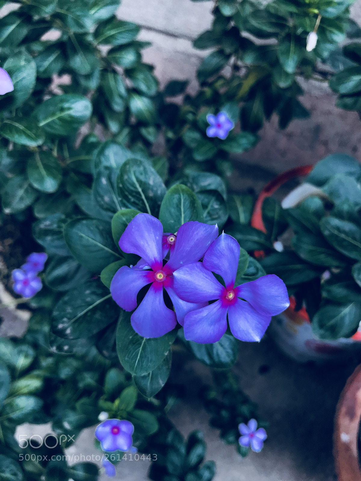Apple iPhone 7 Plus sample photo. Untitled photography