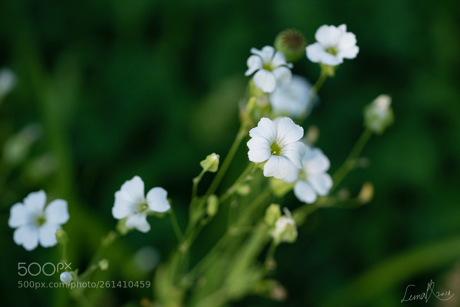 Sony a7R II sample photo. Saturday greetings photography
