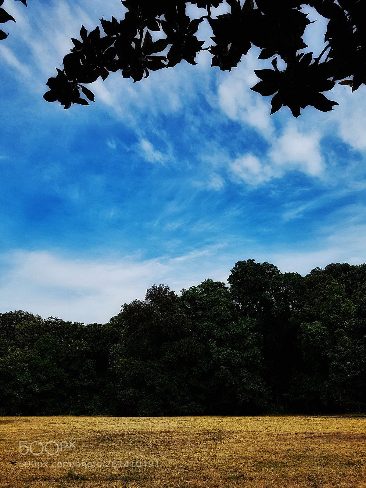 Samsung Galaxy S7 Edge sample photo. Bosco di capodimonte photography