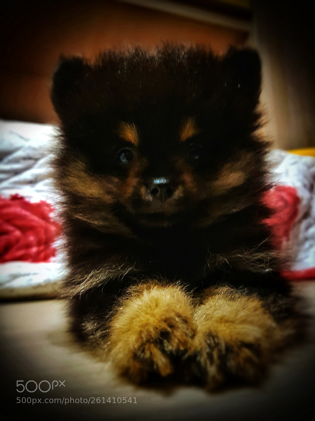 Samsung Galaxy S7 Edge sample photo. Milo dog ? photography