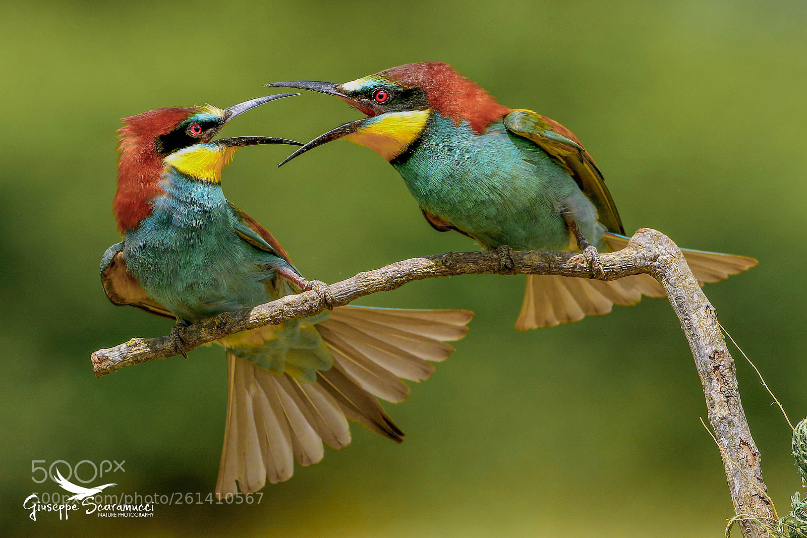 Canon EOS 7D Mark II sample photo. Quarrel  bee-eaters (gruccioni) photography