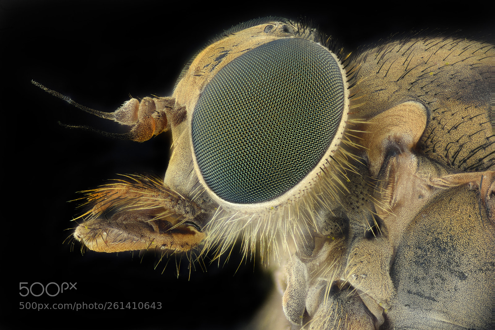 Nikon D810 sample photo. Fly photography