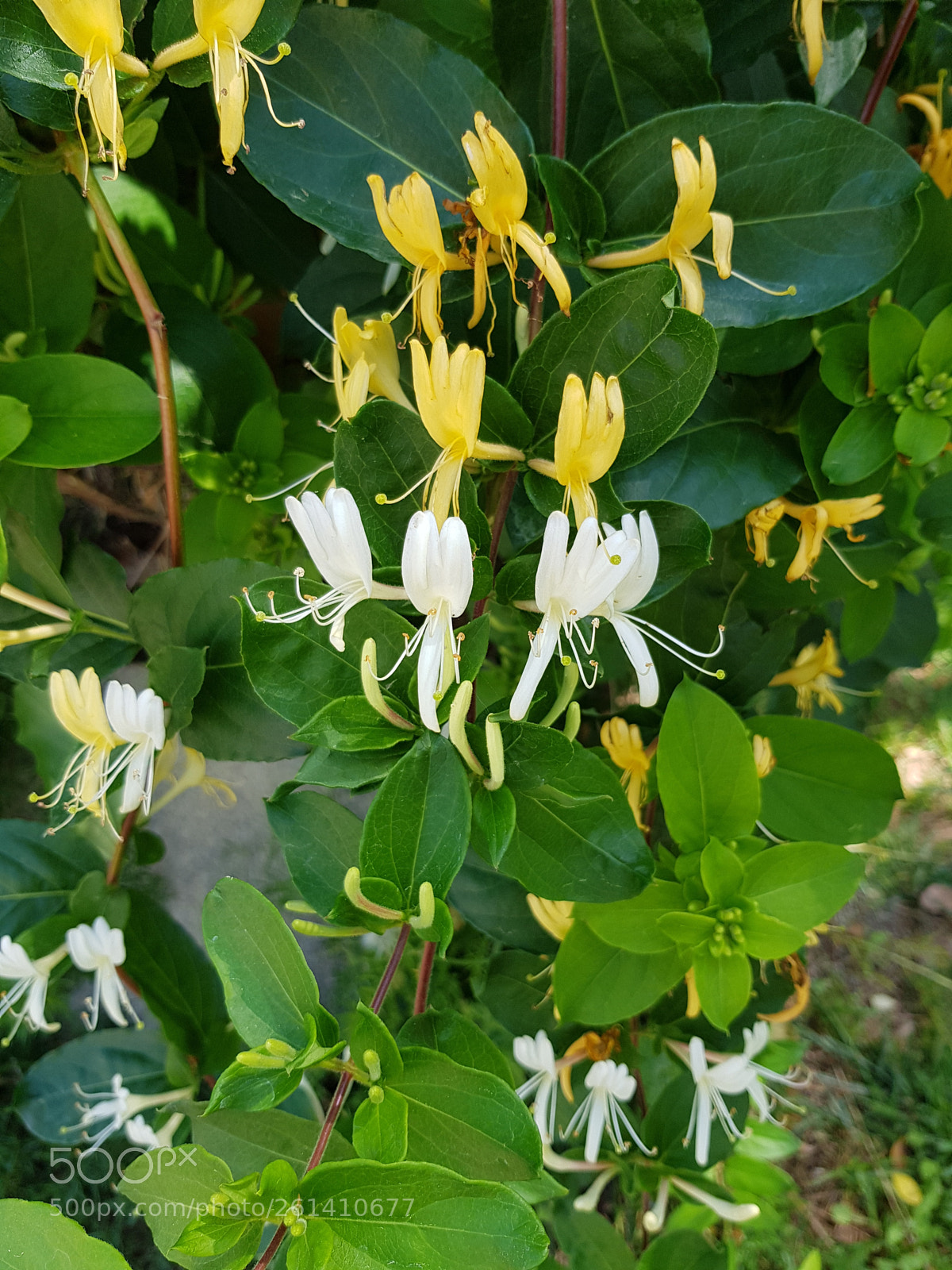 Samsung Galaxy S8 sample photo. Wild and delicate. photography