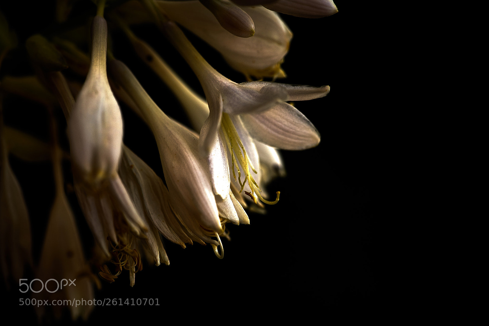Sony a7 II sample photo. Hosta photography