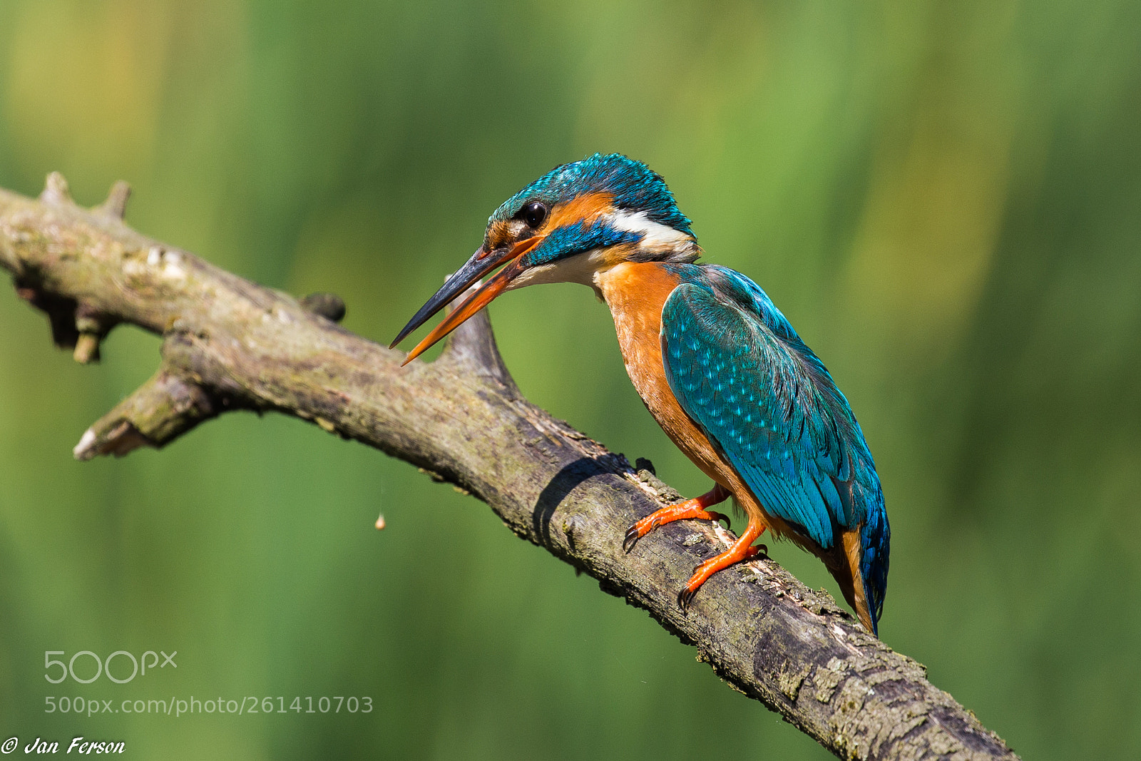 Canon EOS 6D sample photo. Common kingfisher ♀ photography