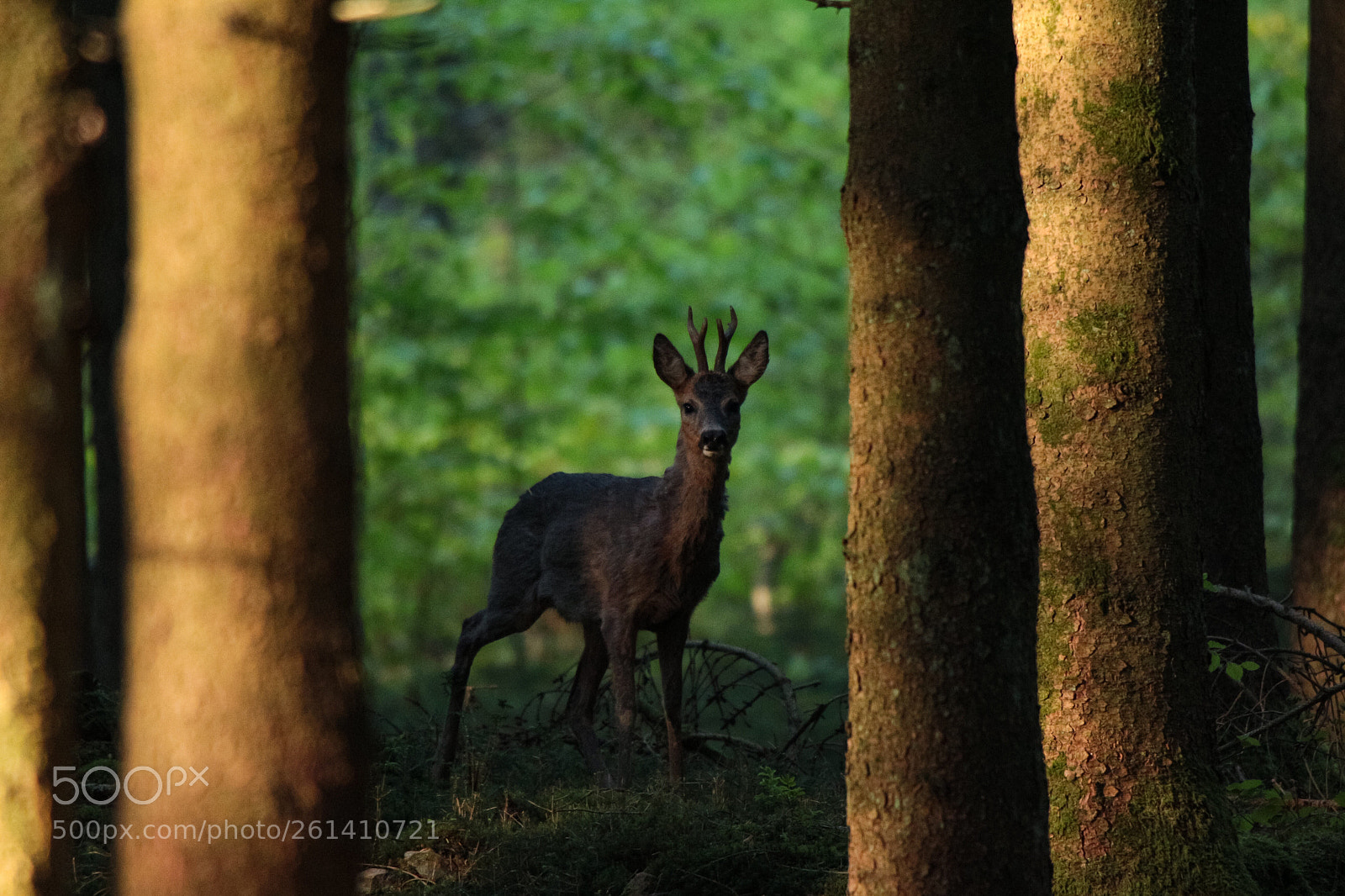 Canon EOS 650D (EOS Rebel T4i / EOS Kiss X6i) sample photo. Deer in the woods photography