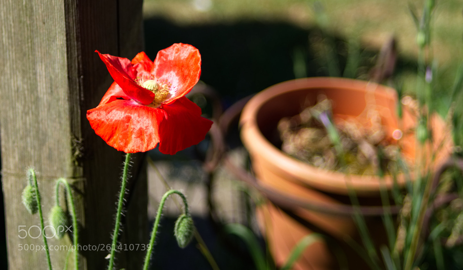 Sony SLT-A77 sample photo. Klatschmohn photography
