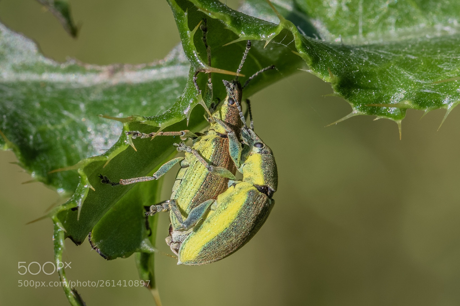 Canon EOS 7D Mark II sample photo. Mating bugs photography