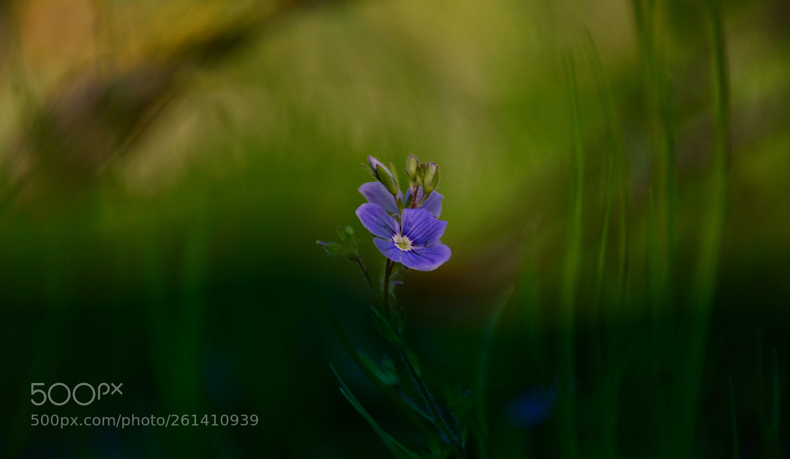 Nikon D7100 sample photo. Untitled photography