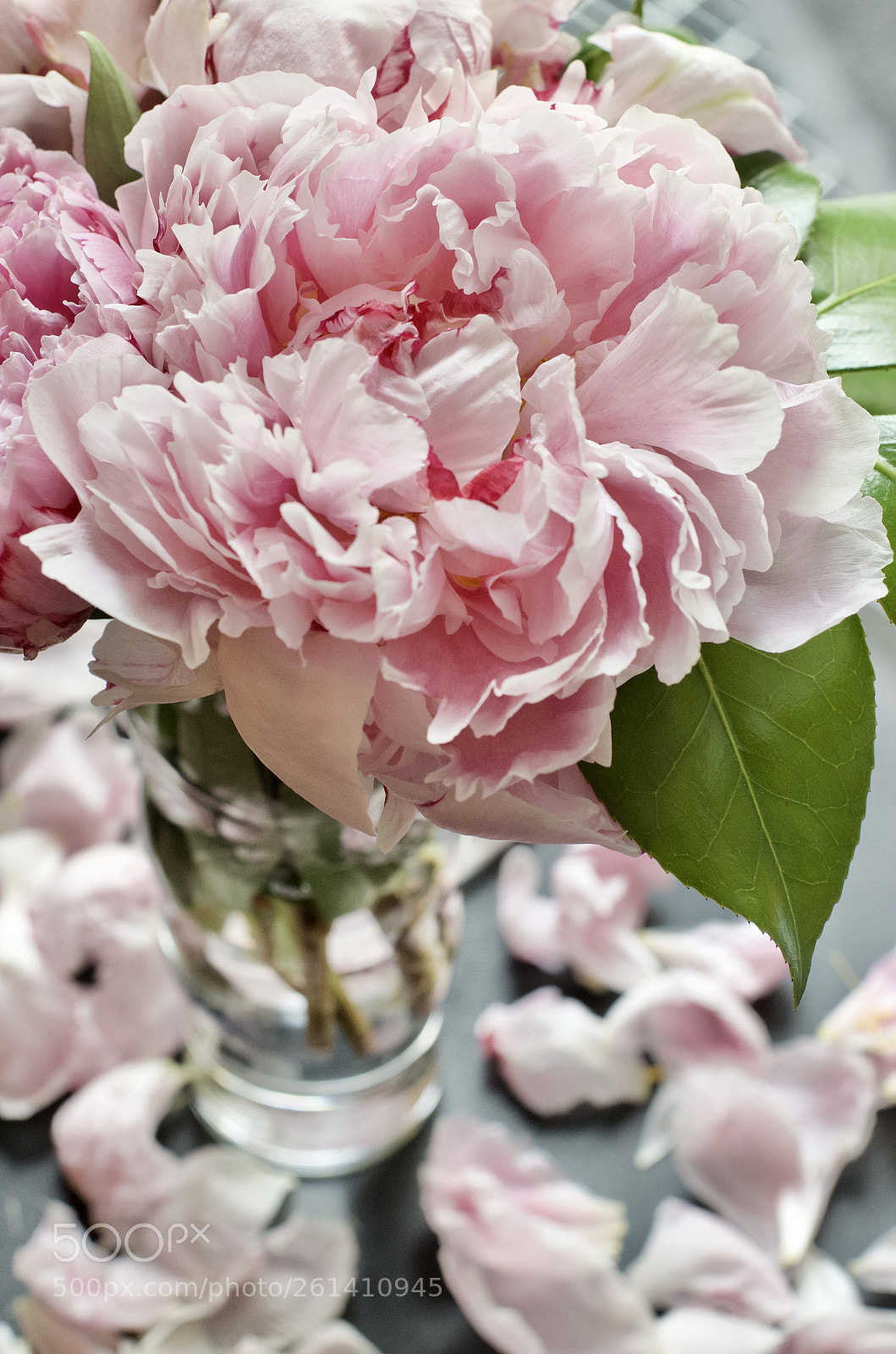 Nikon D5100 sample photo. Rosa blumen ?  photography