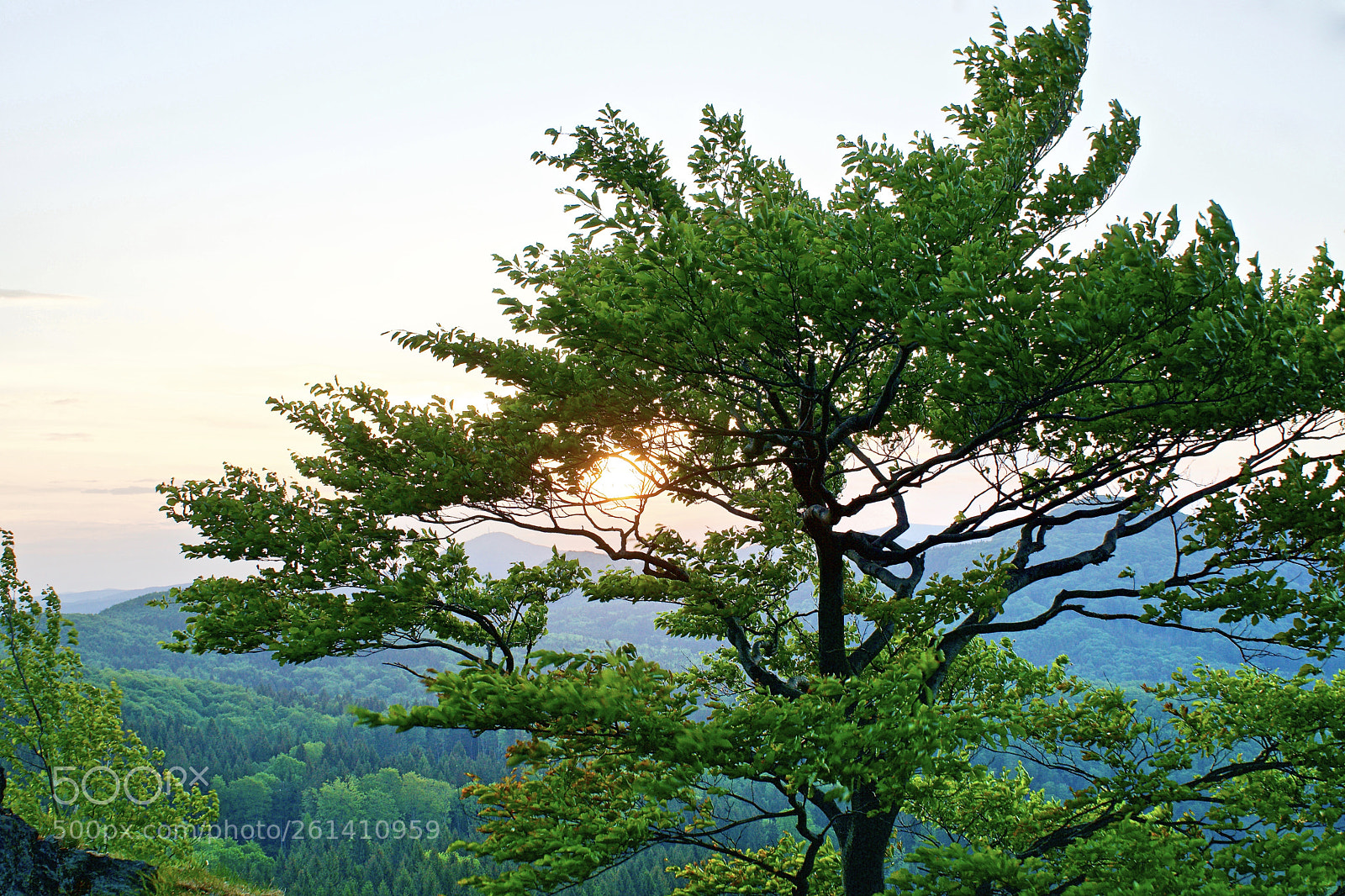 Sony a6000 sample photo. Tree on the rock photography
