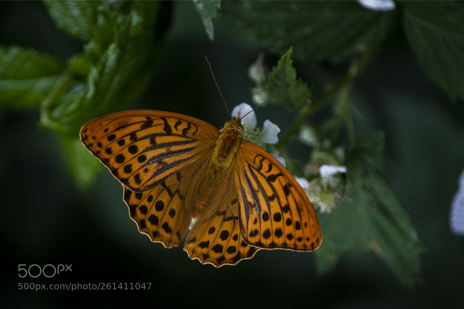 Nikon D3100 sample photo. Moth (argynnis paphia) photography