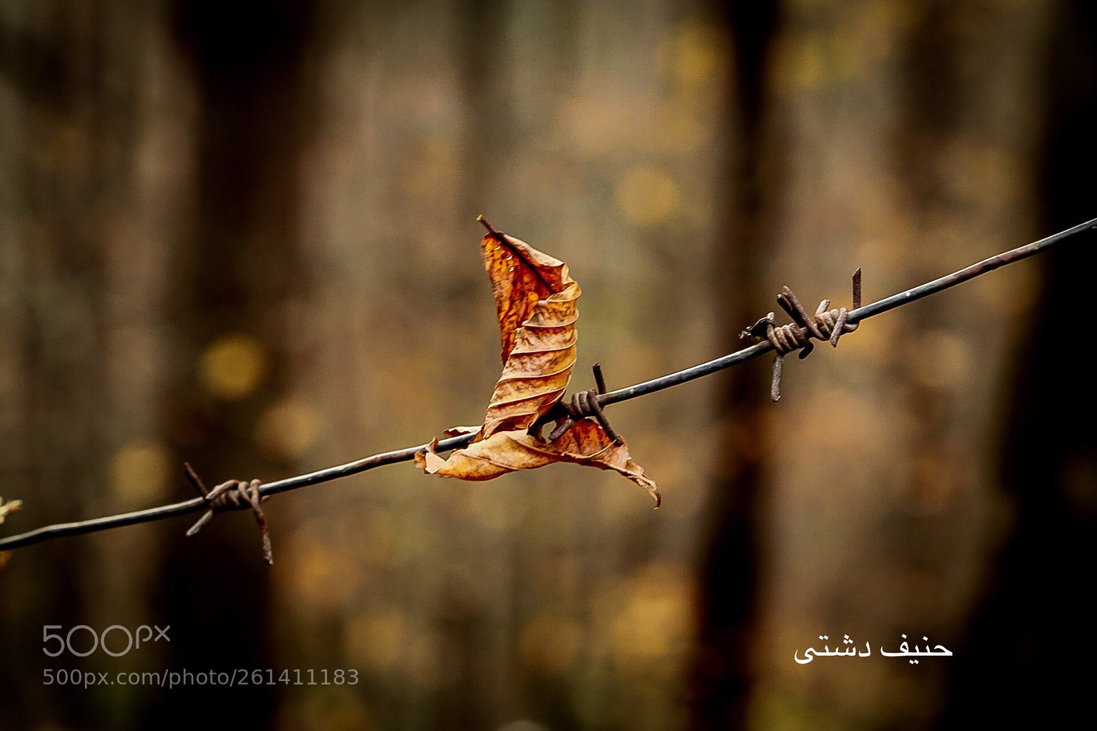 Canon EOS 80D sample photo. Untitled photography