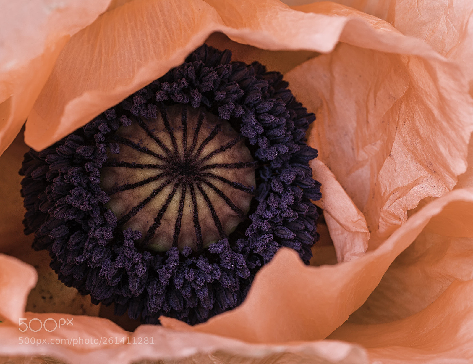 Sony a7R III sample photo. Poppy photography