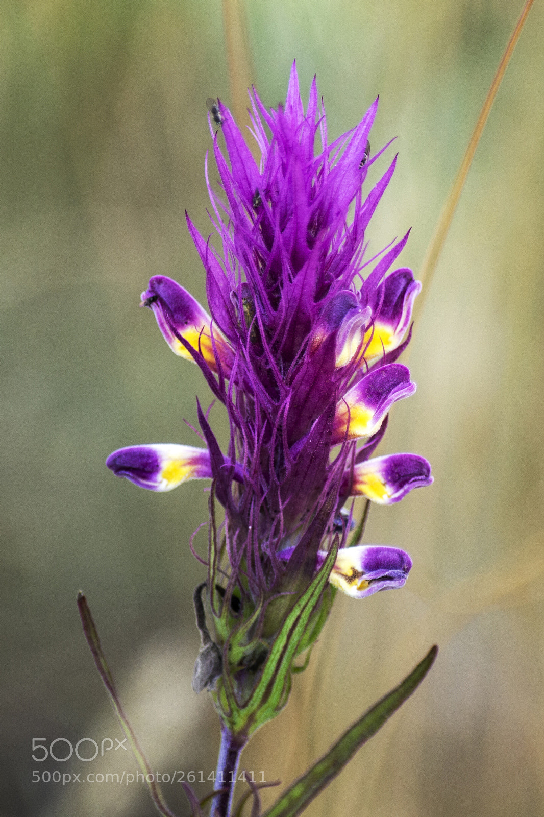 Nikon D3100 sample photo. Flower (melampyrum arvense) photography